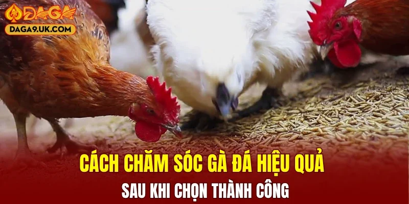 Cách chăm sóc gà đá hiệu quả sau khi chọn thành công