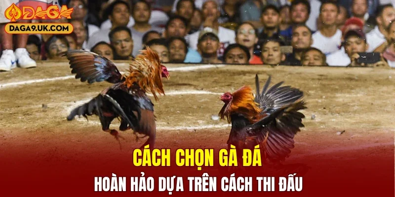 Cách chọn gà đá hoàn hảo dựa trên cách thi đấu