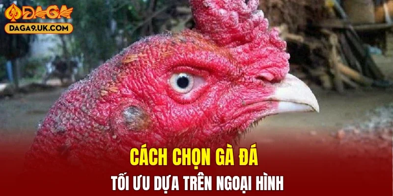 Cách chọn gà đá tối ưu dựa trên ngoại hình