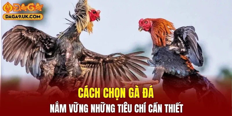Cách Chọn Gà Đá