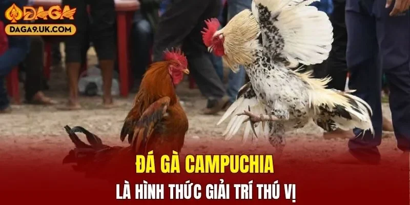 Đá gà Campuchia là hình thức giải trí thú vị