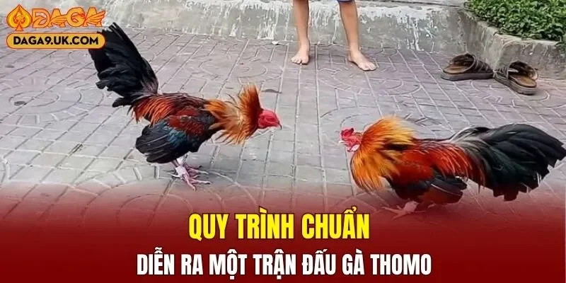 Quy trình chuẩn diễn ra một trận đấu gà Thomo